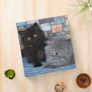 Classeur Animaux de bébés cutest   Chatons persans sur couv