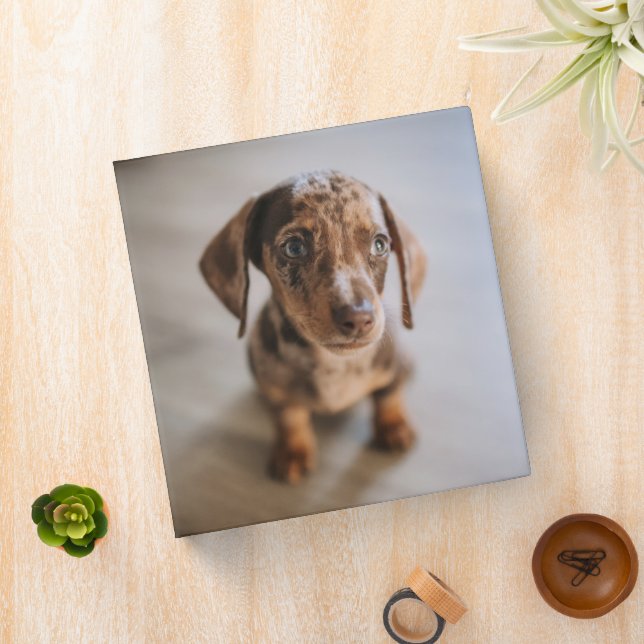 Classeur Animaux de bébés cutest | Chiot Brown (In Situ)