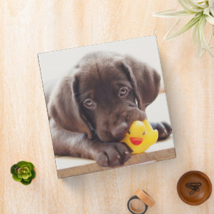 Classeur Animaux de bébés cutest   Chocolat Labrador Puppy