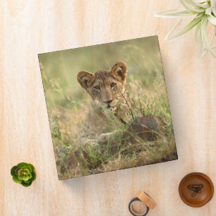 Classeur Animaux de bébés cutest   Cute Baby Lion Cub