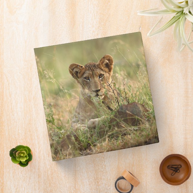 Classeur Animaux de bébés cutest | Cute Baby Lion Cub (In Situ)