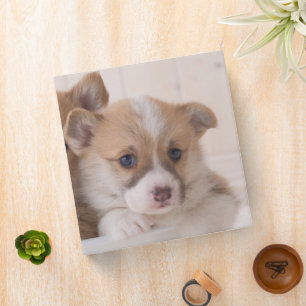 Classeur Animaux de bébés cutest   Cute Corgi Chipies dans 