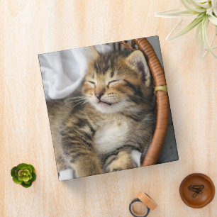 Classeur Animaux de bébés cutest Cute Tabby Chat Dormir