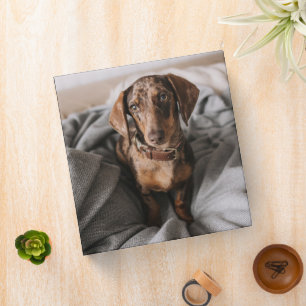 Classeur Animaux de bébés cutest   Dachshund Dachshund Dach