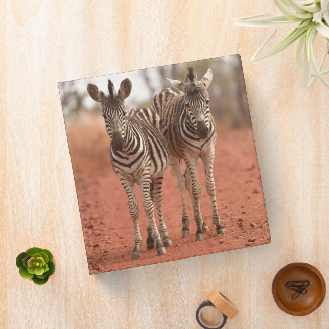 Classeur Animaux de bébés cutest | Deux jeunes zèbres (In Situ)