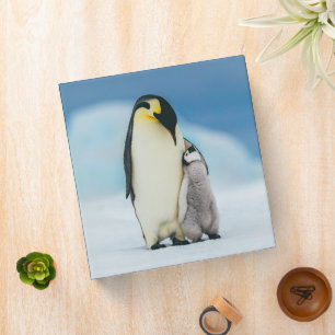 Classeur Animaux de bébés cutest   Empereur Penguin Chick
