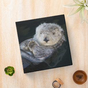 Classeur Animaux de bébés cutest   Flottant de Loutres de m
