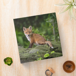 Classeur Animaux de bébés cutest Foxy Smile