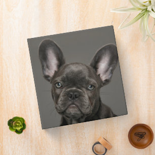 Classeur Animaux de bébés cutest   French Bulldog