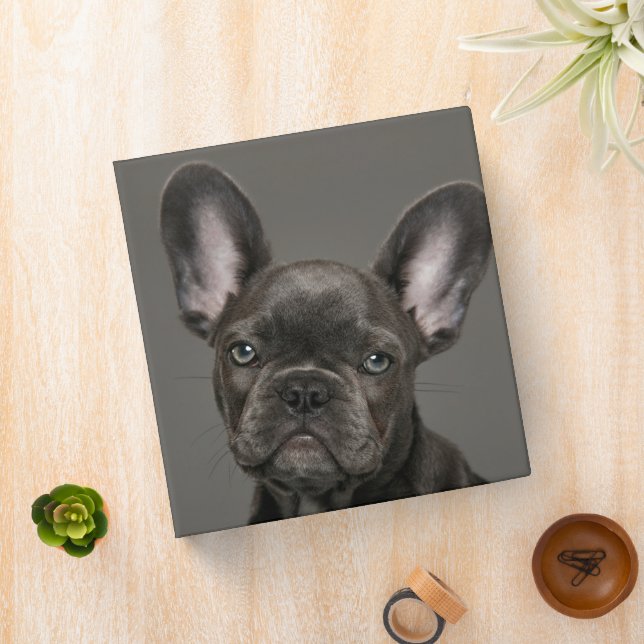 Classeur Animaux de bébés cutest | French Bulldog (In Situ)