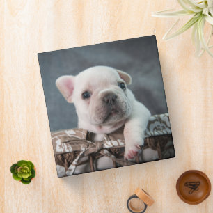 Classeur Animaux de bébés cutest French Bulldog