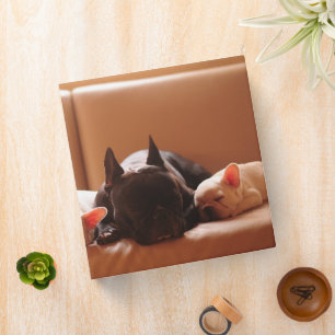 Classeur Animaux de bébés cutest   French Bulldog Family