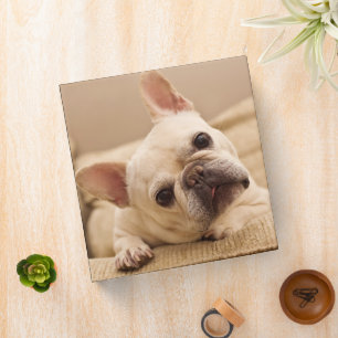 Classeur Animaux de bébés cutest   French Bulldog Head Tilt