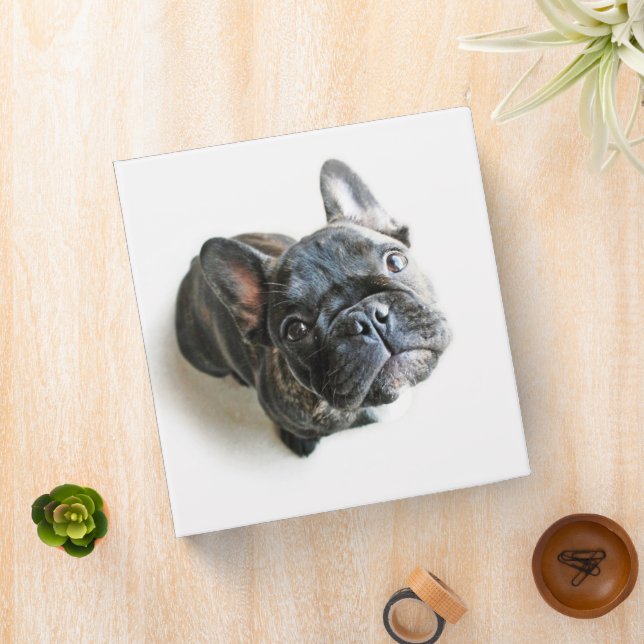 Classeur Animaux de bébés cutest | French Bulldog Look Up (In Situ)