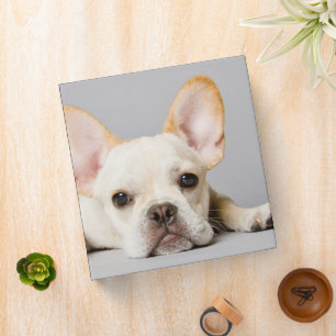 Classeur Animaux de bébés cutest French Bulldog Lying Dow