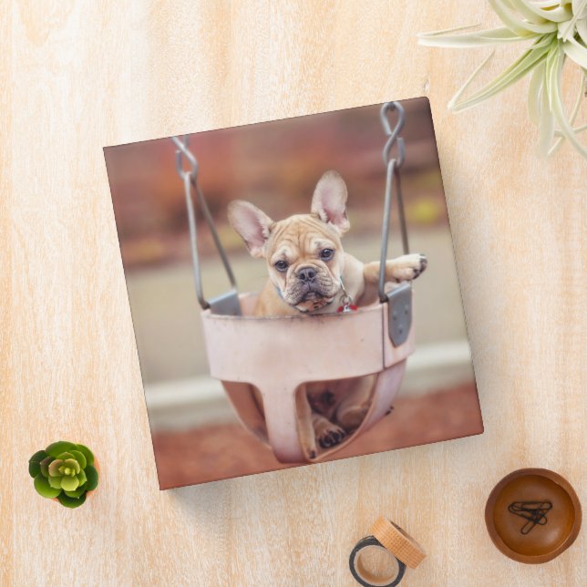 Classeur Animaux de bébés cutest | French Bulldog Playgroun (In Situ)