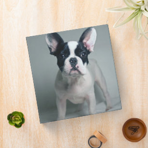 Classeur Animaux de bébés cutest French Bulldog Puppy
