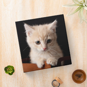 Classeur Animaux de bébés cutest Ginger Kitten
