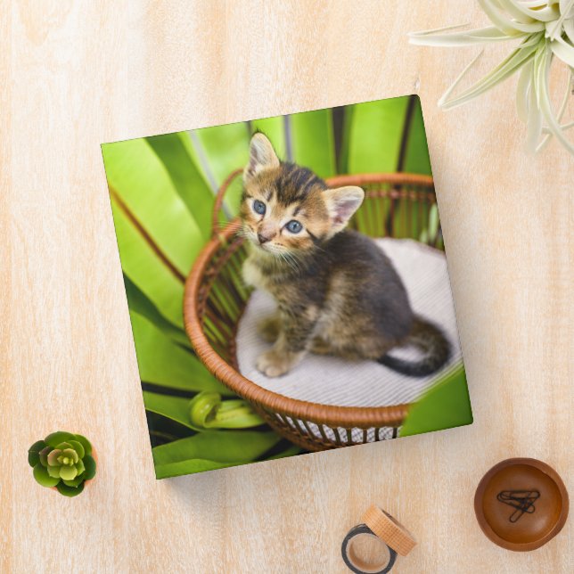 Classeur Animaux de bébés cutest | Kitten dans le panier (In Situ)