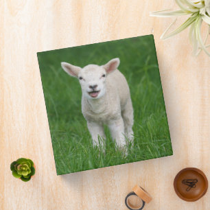 Classeur Animaux de bébés cutest Lil Lamb