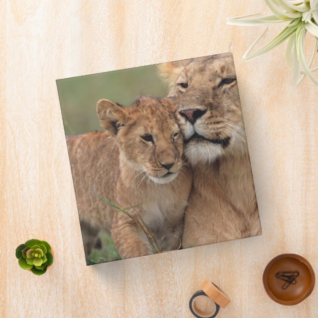 Classeur Animaux de bébés cutest | Lion Cub & Mother (In Situ)