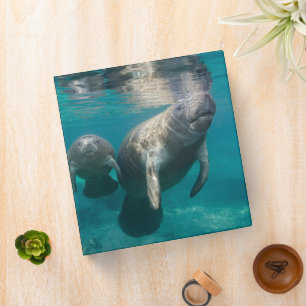 Classeur Animaux de bébés cutest   Manat & bébé