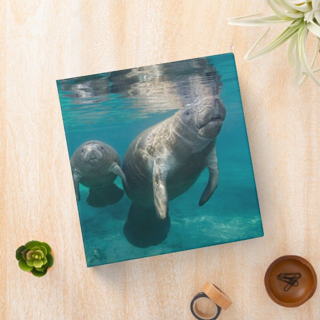 Classeur Animaux de bébés cutest | Manat & bébé (In Situ)