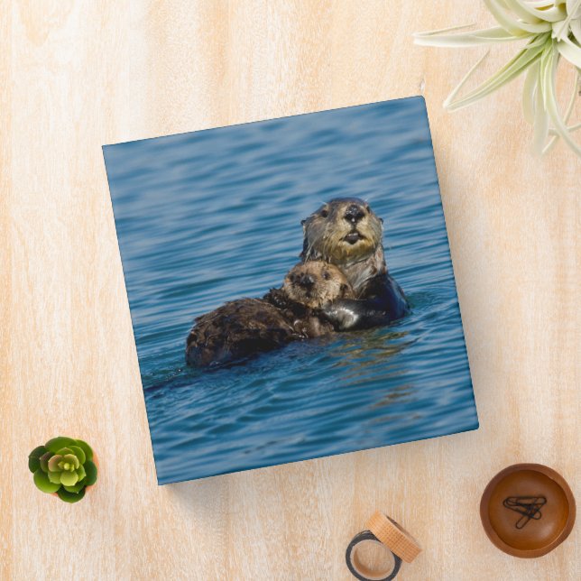 Classeur Animaux de bébés cutest | Mère & Bébé Sea Otter (In Situ)