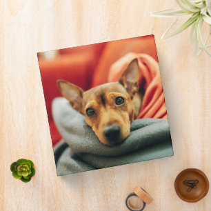 Classeur Animaux de bébés cutest Miniature Pinscher