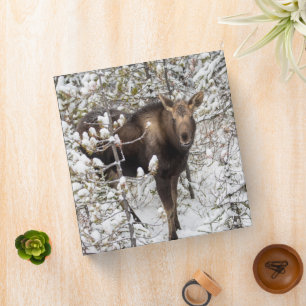 Classeur Animaux de bébés cutest Moose Calf