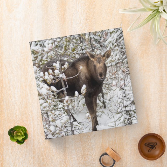 Classeur Animaux de bébés cutest | Moose Calf (In Situ)