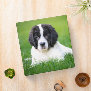 Classeur Animaux de bébés cutest Newfoundland Puppy
