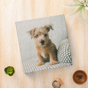 Classeur Animaux de bébés cutest   Norfolk Terrier Puppy