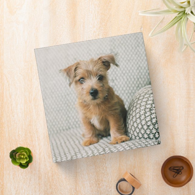 Classeur Animaux de bébés cutest | Norfolk Terrier Puppy (In Situ)