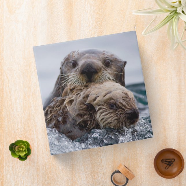 Classeur Animaux de bébés cutest | Otter Baby & Mère (In Situ)