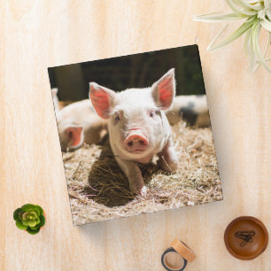 Classeur Animaux de bébés cutest   Piglet bébé mignon