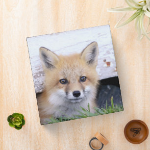 Classeur Animaux de bébés cutest Red Fox Kit Peeking