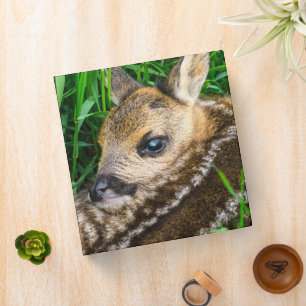 Classeur Animaux de bébés cutest Roe Deer Baby