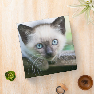 Classeur Animaux de bébés cutest   Siamese Kitten