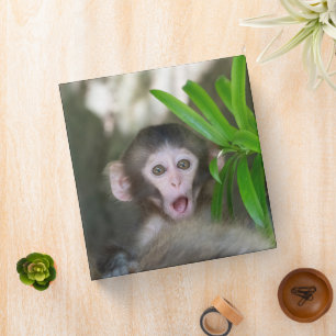 Classeur Animaux de bébés cutest Singe des neiges surpris
