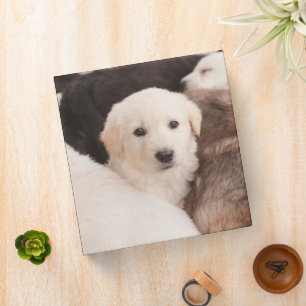 Classeur Animaux de bébés cutest Un mignon seau de chiots