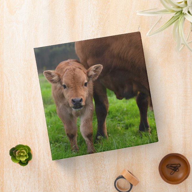 Classeur Animaux de bébés cutest | Vache et veau (In Situ)