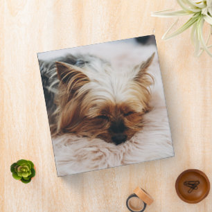 Classeur Animaux de bébés cutest   Yorkshire Terrier