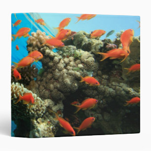 Classeur Anthias de Lyretail sur le récif coralien