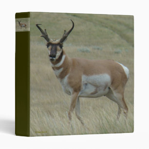 Classeur Antilope d'Amérique A33 Grand Buck à cornes torsad
