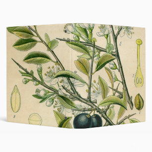 Classeur Antique Blackthorn Botanique Imprimé Fleur Berry