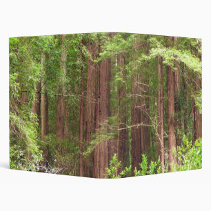 Classeur Arbres Redwood au monument national de Muir Woods