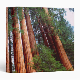 Classeur Arbres séquoias géants à feuilles rouges de vieill