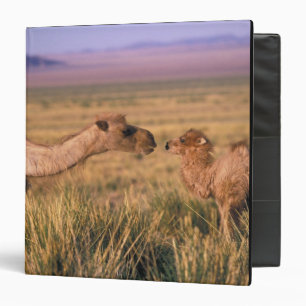 Classeur Asie, Mongolie, désert de Gobi, Grand Gobi