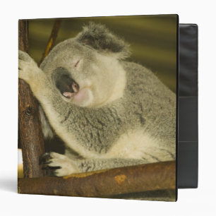 Classeur Australie, Queensland, Brisbane. Arborescence des